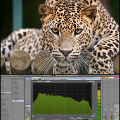 (Psychedelic-Trance-Viper-Virus-TI-Dark-Hitech) Track No: 5556.