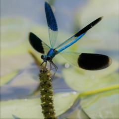 Dragonflies
