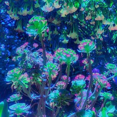 mana_2