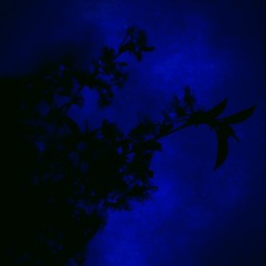Blue August Moon