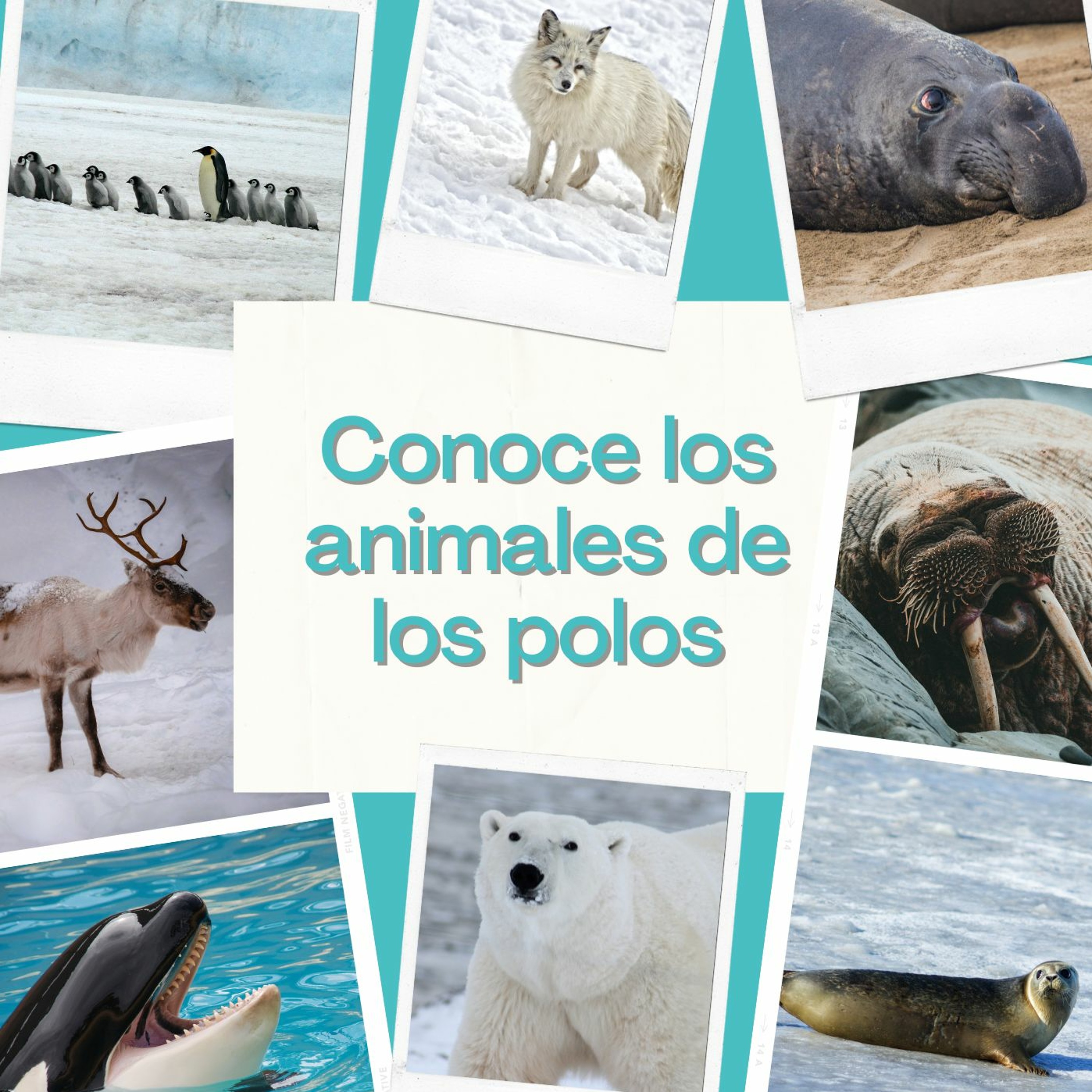 Devecchi Ediciones