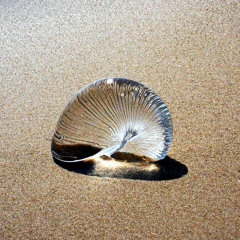 Scarxred Dance & EDM Favs