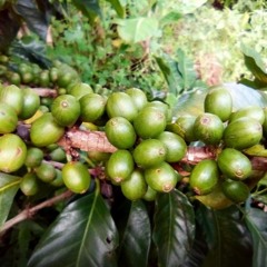 Coffee Farming changes Amidst reforms
