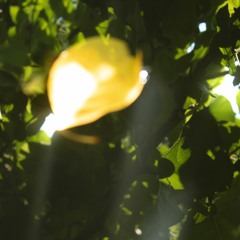 forest from old photo