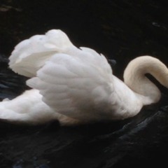 entertainer - zayn (sped up)