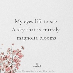 A sky that is entirely magnolia blooms [naviarhaiku523]
