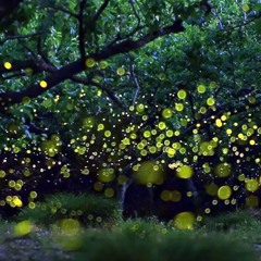 a jar of blinking lights - SATB Choir and Saxophone Quartet