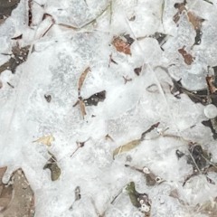 Through The Snow, Darkly - 01 - 2024