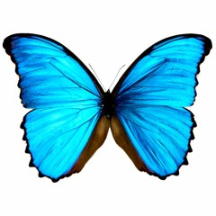 Butterfly Wings - Justin Neufeld (Re_eve Remix) [W.I.P]