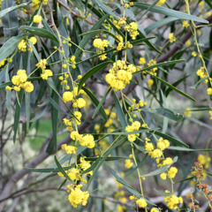 Budda ba - A wattles mystry