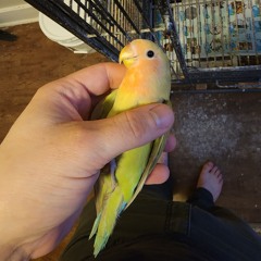 minlody_18 (instrumental) Knot 🚧