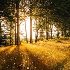 Film Scores: Mysterious & Magical