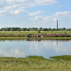 EP.1 – Introducing MERLIN // Large river and floodplain restoration on the Rhine Delta