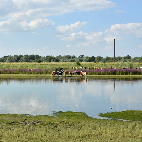 EP.1 – Introducing MERLIN // Large river and floodplain restoration on the Rhine Delta