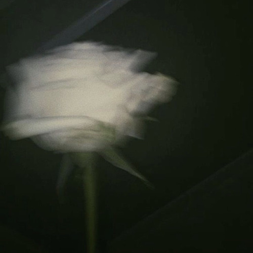 盼著花開 我受傷的羽翼也痊癒了吧