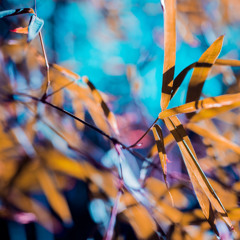 Ted Amber - Springsation