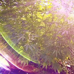 FRACTALITY_220