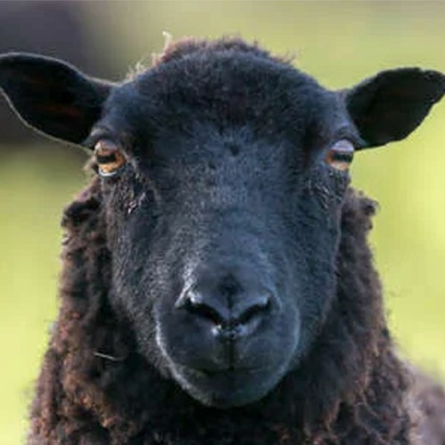 Zwart Schaap - Remix