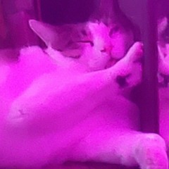 🌺🦩🧁🎀💘
