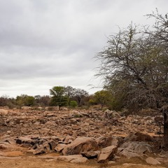 South African Savanna - Dry riverbed dawn chorus