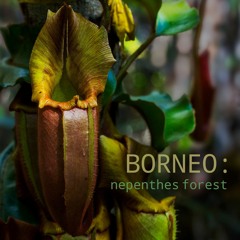 Borneo: Nepenthes Forest - Album Sample