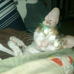 Hambo - Till - Einar