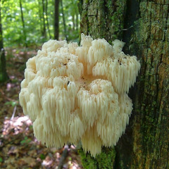 Lions Mane (Mwanda)