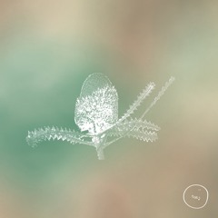cue: banksias & budgerigars (Australian ambience)