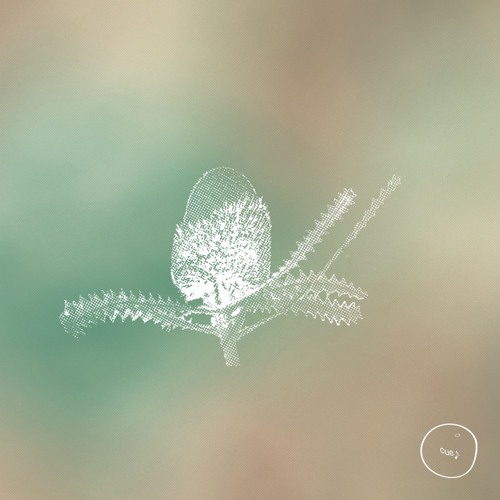 cue: banksias & budgerigars (Australian ambience)