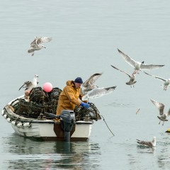 Herring Gulls and Fisherman