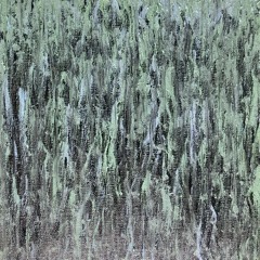Rain, Dear