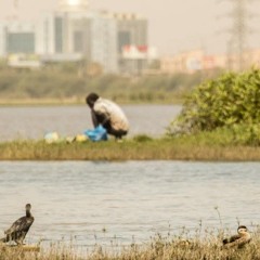 Al Sunut_ Khartoum's Enduring Green Heart