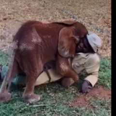 News elefanten video  elephant video instagram reddit elephant reel