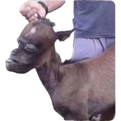 Mongolian Froot Loops