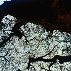 Feverfew - Megumi Acorda (arranged for strings)