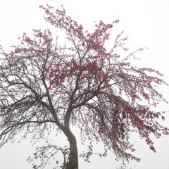 Serenity (prod. by Solipsia)