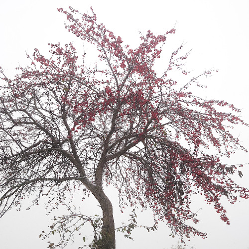 Serenity (prod. by Solipsia)