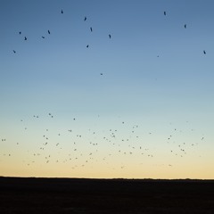 Where have all the birds gone? (feat. ANRI Arcane)