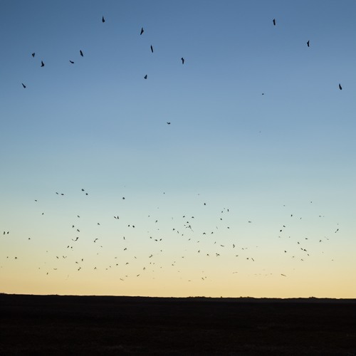 Where have all the birds gone? (feat. ANRI Arcane)
