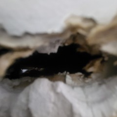 jenny got.eaten by/the space.worms