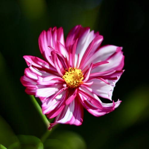 TOMMYG - FlowerPower23