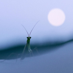 The Extra Terrestrial(Praying Mantis Remix)