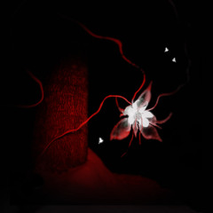 Nemo - Monster (Rhizome)