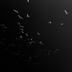 Music At Night