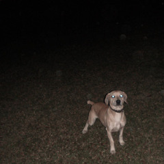 Sangue, Suor e Lágrimas