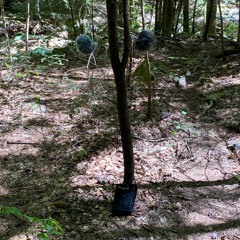 They Found My Tree Ears