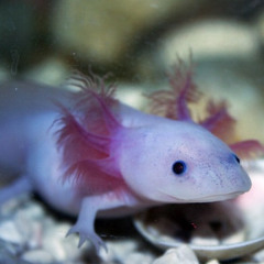 perfume genius - fool cover