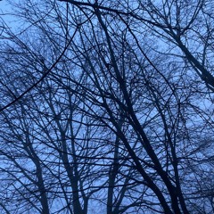 Brain Fog