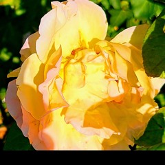 If a rose 🌹 in a field can't be seen. With Mark Grimshaw on lead and creation.