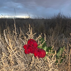 My Desert Rose